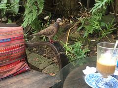-Fern Forest Cafe