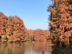 -上海海湾国家森林公园