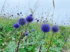 -白草畔自然风景区