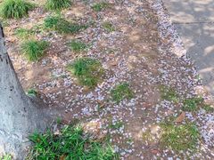 -高东镇樱花园