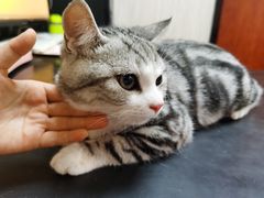 -安安宠医宠物医院·异宠·犬猫内科(岳阳分院)