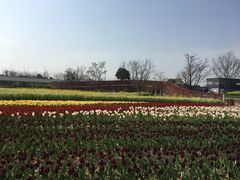 -杭州湾海上花田景区