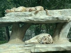 -北京野生动物园