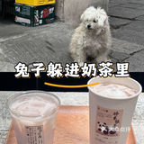 我的布偶也想尝尝奶茶