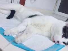 -宠颐生中康贝怡动物医院