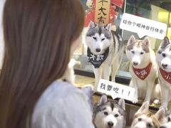 -Husky Go! 哈士奇体验馆·宠物咖啡厅狗咖