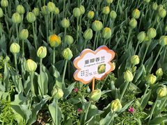-荷兰花海