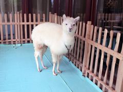 -舟山朱家尖威斯汀酒店·知味标帜自助餐厅
