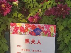 -神州牡丹园