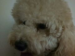 -严国平动物医院(德政总院)