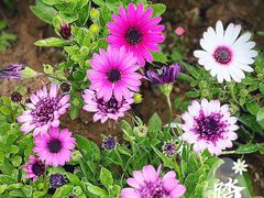 -海棠花溪(元大都城垣遗址公园)