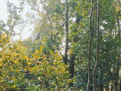 -深圳仙湖植物园