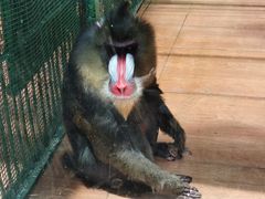 -荆州中山公园动物园