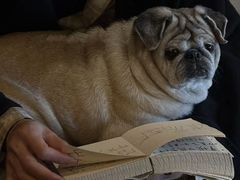 -Silly Dog Coffee(滨江店)