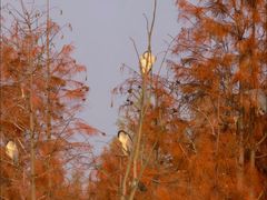 -白鹭湾湿地公园