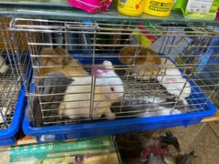 -双季花艺园艺市场(浦东店)