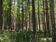 -黄海国家森林公园