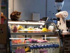 -猫咪咖啡·猫咖(万达广场店)