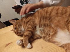 -猫猫幼稚园·撸猫·桌游·电玩