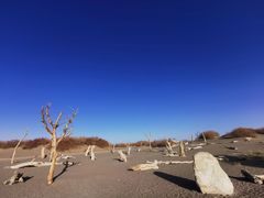 -金塔沙漠胡杨林景区