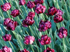 -大宁郁金香公园-停车场