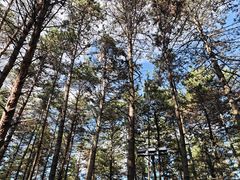 -帽儿山国家森林公园