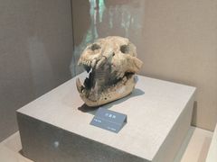 -安徽省地质博物馆