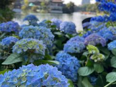 -荔湾湖公园