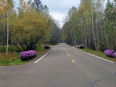 -五营红松林海景区