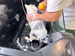 -牧马人宠物医院