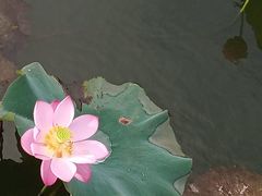 -新江湾城公园