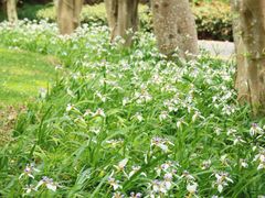 -深圳国际园林花卉博览园