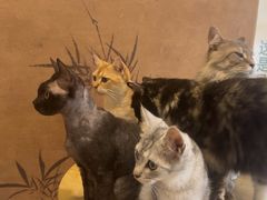 -楼上猫咖(罗湖店)