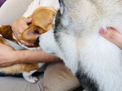 -怪兽屋·羊驼·猫咖·狗咖(俊华广场店)