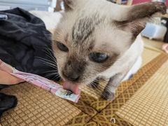 -泰国佛·塔罗·泰牌狐仙古曼