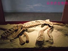 -自贡恐龙博物馆