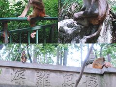 -黔灵山公园