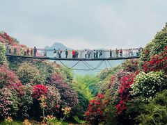 -贵州百里杜鹃风景名胜区