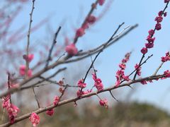 -香雪海