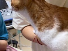 -动物缘宠物医院·骨科·猫科(西二环店)