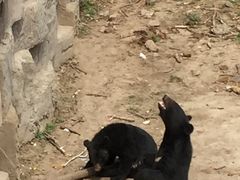 -哈尔滨北方森林动物园