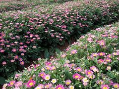 -松山湖梦幻百花洲
