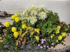 -杭州植物园