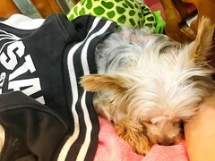 -爱侣宠医·鹦鹉专科·小型哺乳类·异宠专科(灵石路店)