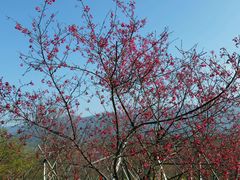 -天适樱花悠乐园