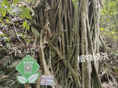 -西双版纳原始森林公园