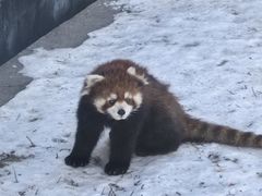 -青藏高原野生动物园