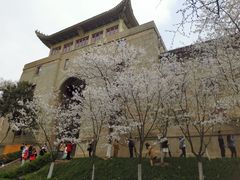 -武汉大学-樱园