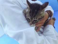 -佳怡动物医院·平价24小时·猫专科骨外科