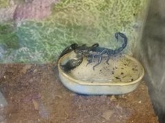 -上海大自然野生昆虫馆(东方明珠·爬宠昆虫探索中心)